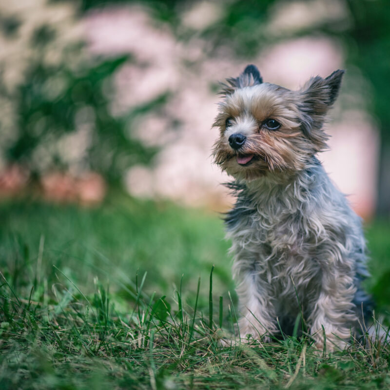 teacup yorkie sitting with their tongue out outside in florida