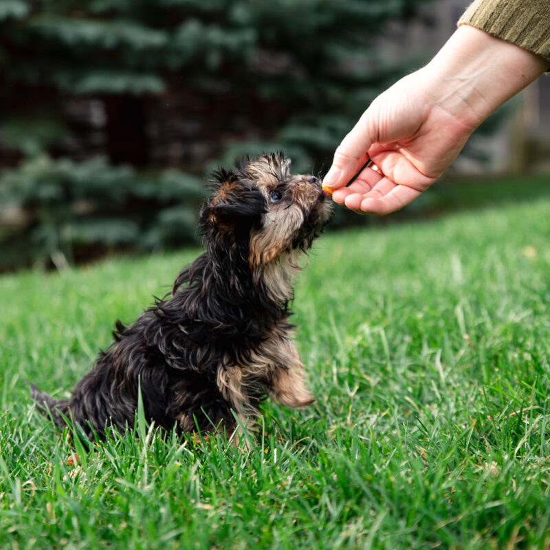 teacup yorkie being fed a treat outside in florida