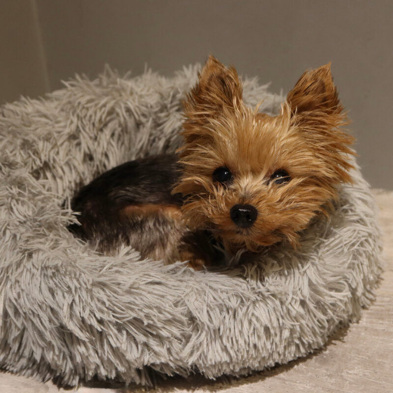 teacup yorkie curled up in dog bed