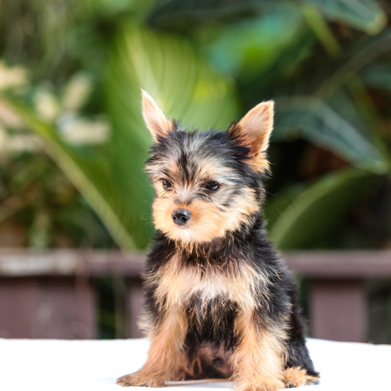 teacup yorkie sitting down outside by foliage