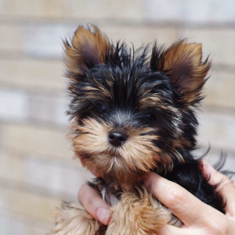 adopted teacup yorkie being held by brick wall