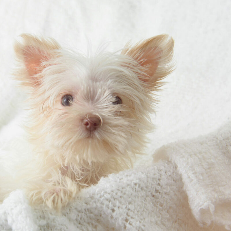 teacup yorkie laying on white blanket in new york