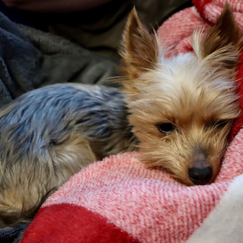 teacup yorkie curled up on blankets in new york