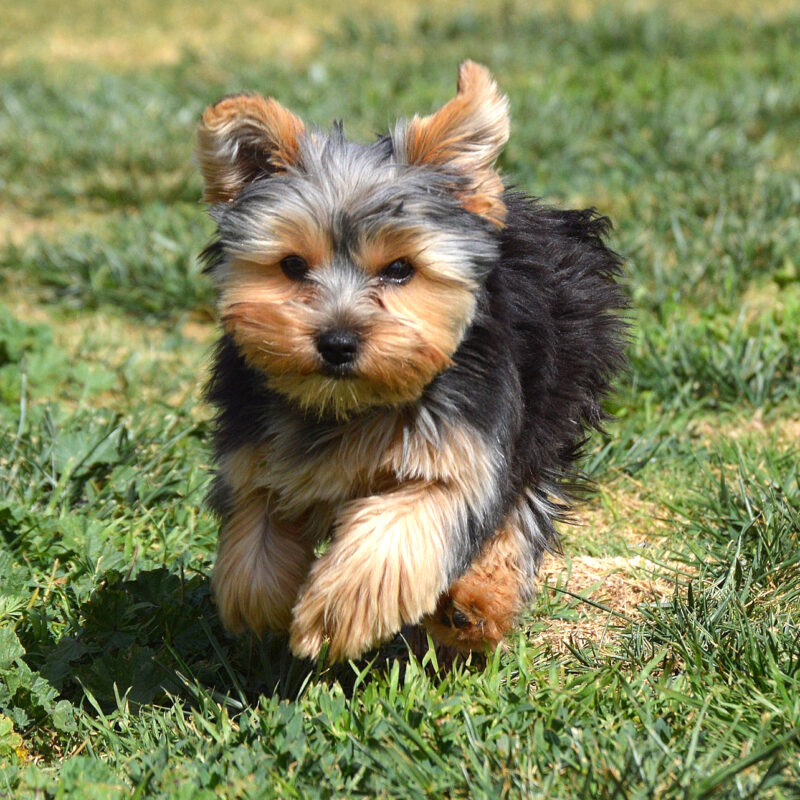 teacup yorkie running outside on grass in pennsylvania