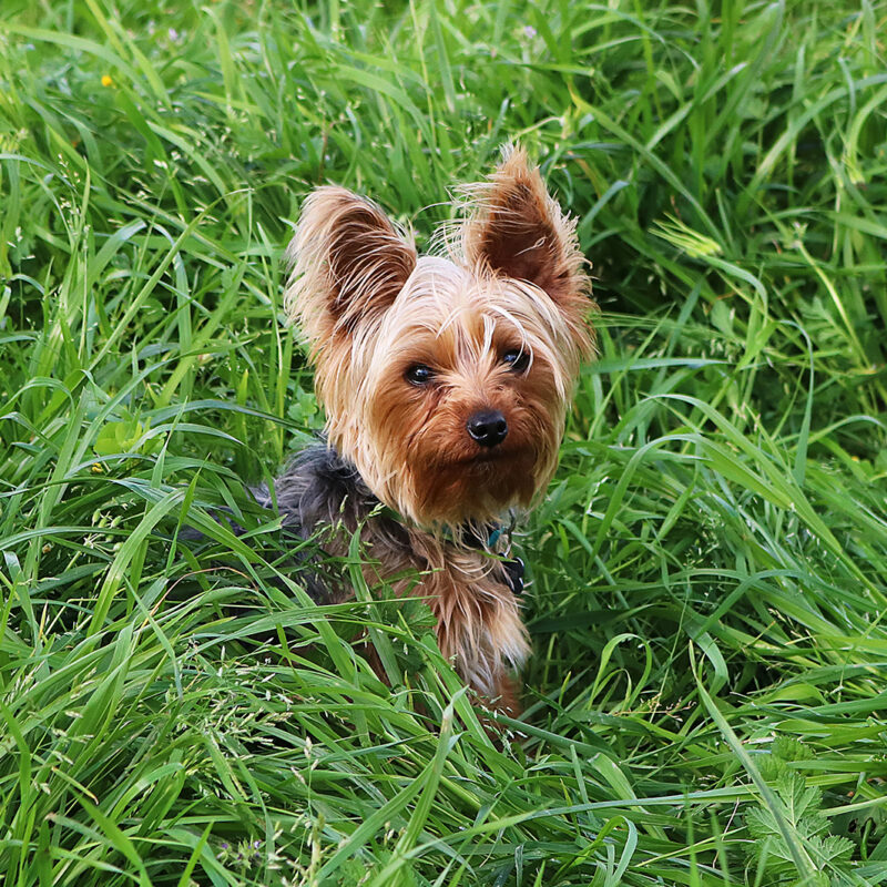 teacup yorkie half hidden in the grass in pennsylvania