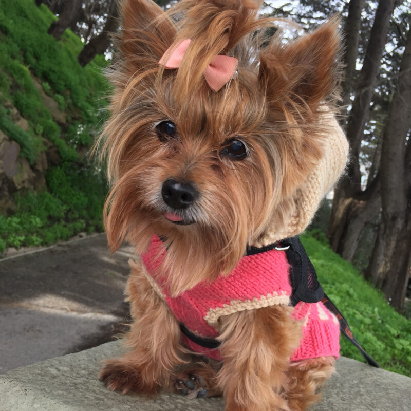 teacup yorkie in sweater and pink bow sitting outside in pennsylvania