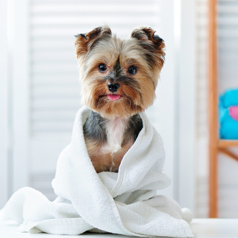 teacup yorkie wrapped in a towel in texas