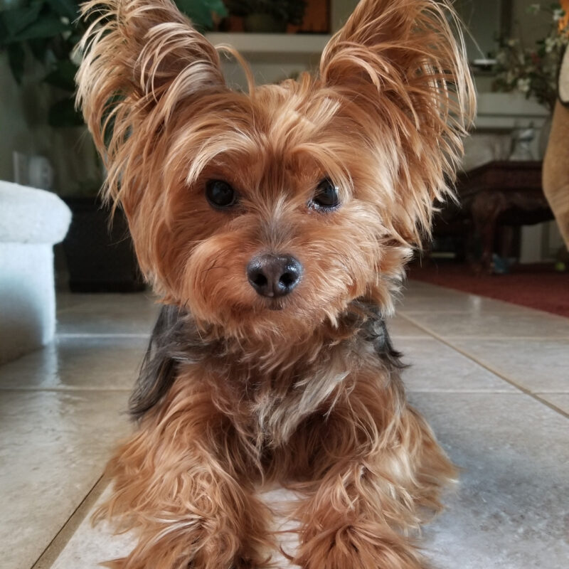 teacup yorkie laying on a tile floor in texas