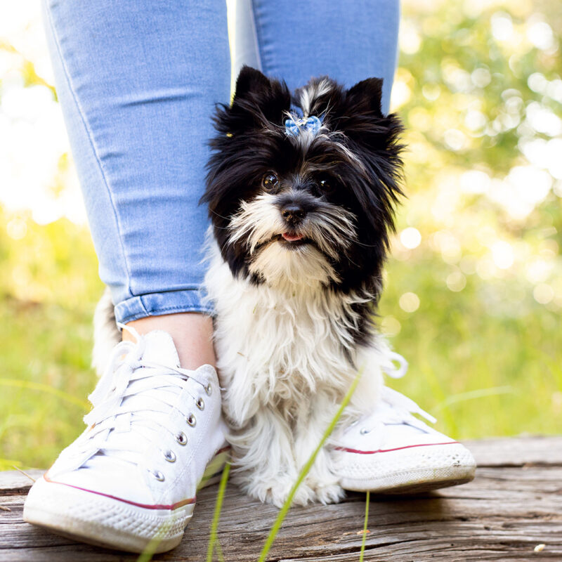 teacup yorkie by person's legs on log in texas