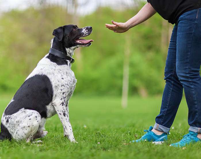 Private Training — Canine Academy