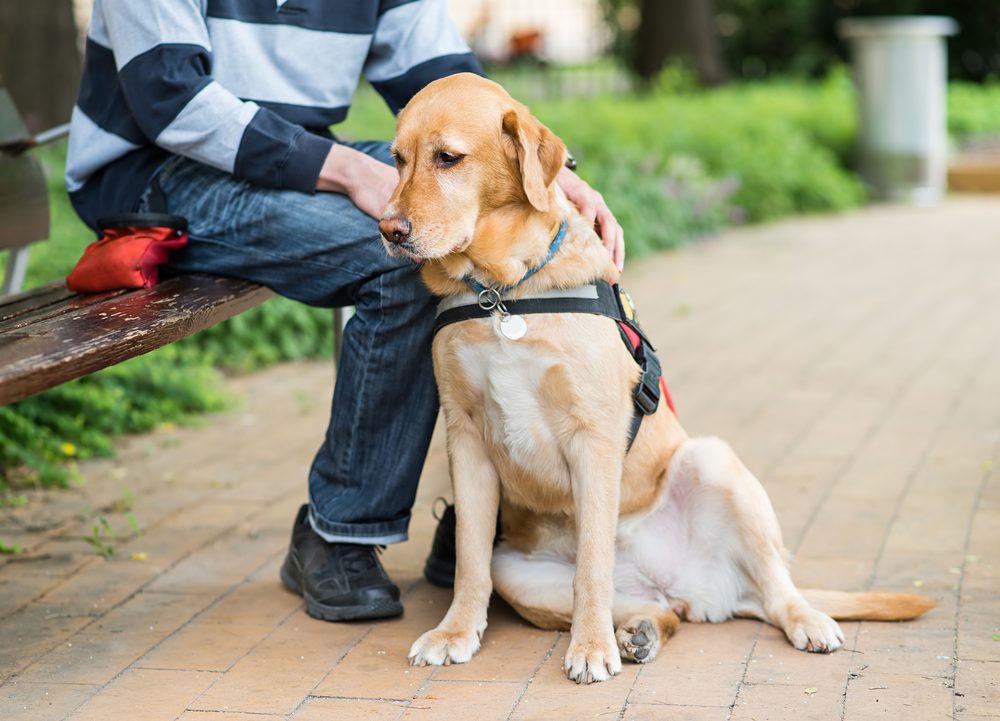 How Can I Get a Psychiatric Service Dog? Dog Academy