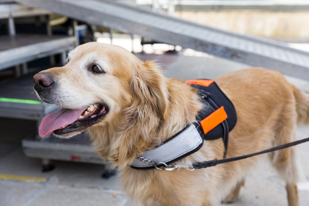 can service dogs go on planes