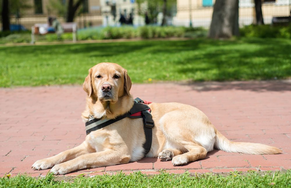 What Tasks Can A Psychiatric Service Dog Perform Dog Academy