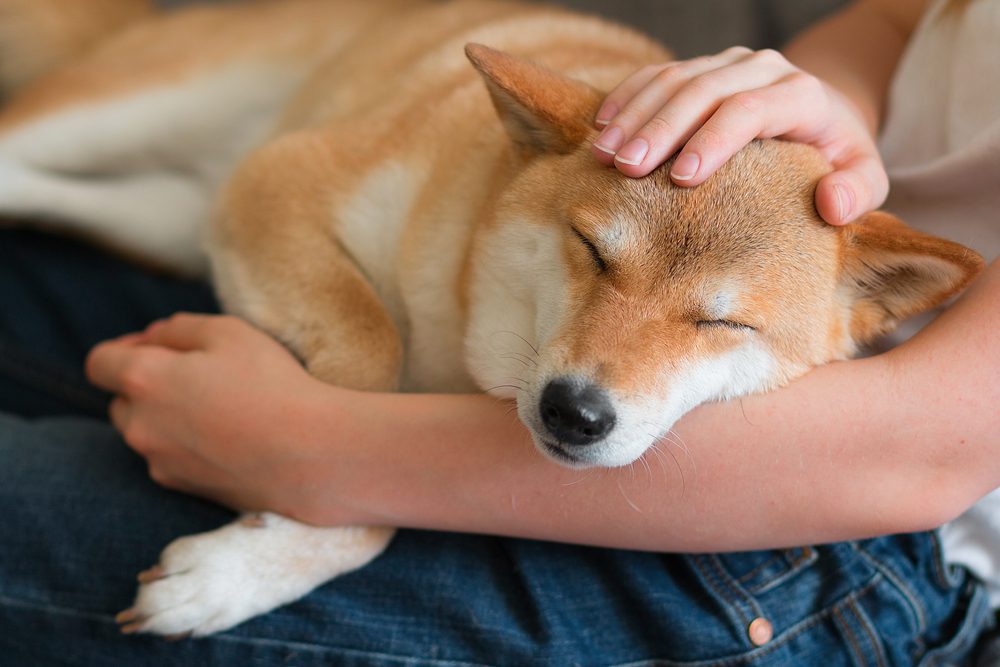 can service dogs detect panic attacks