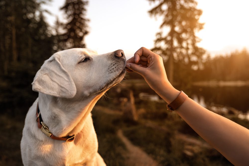 woman giving dog treat outside