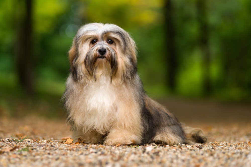 Lhasa apso hot sale service dog