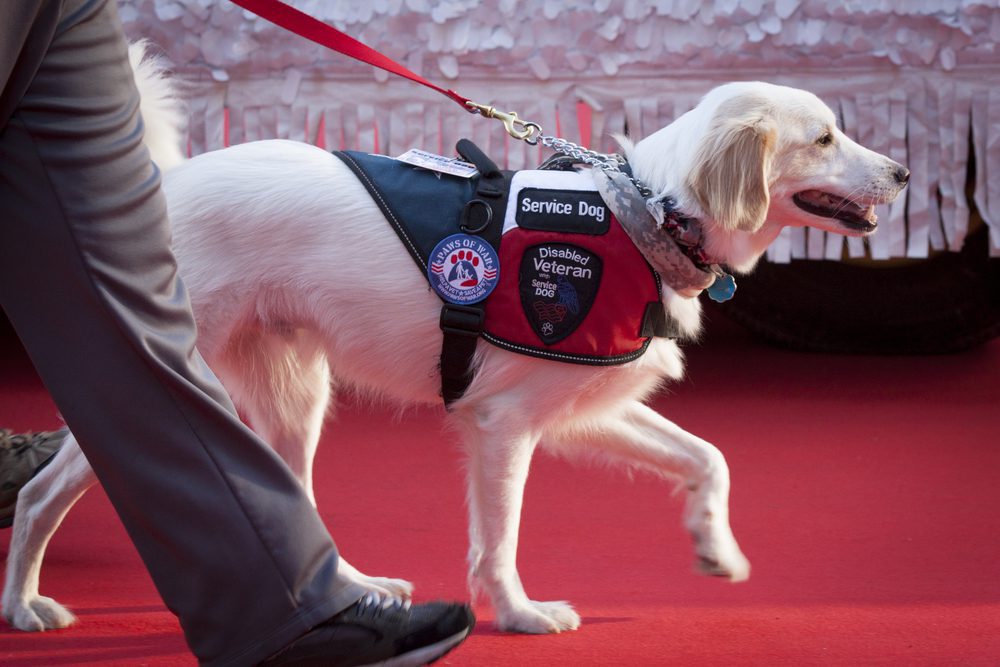 Are Service Animals Supposed To Wear Identification