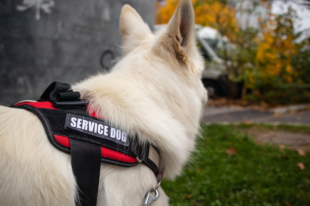 service dog in vest outside