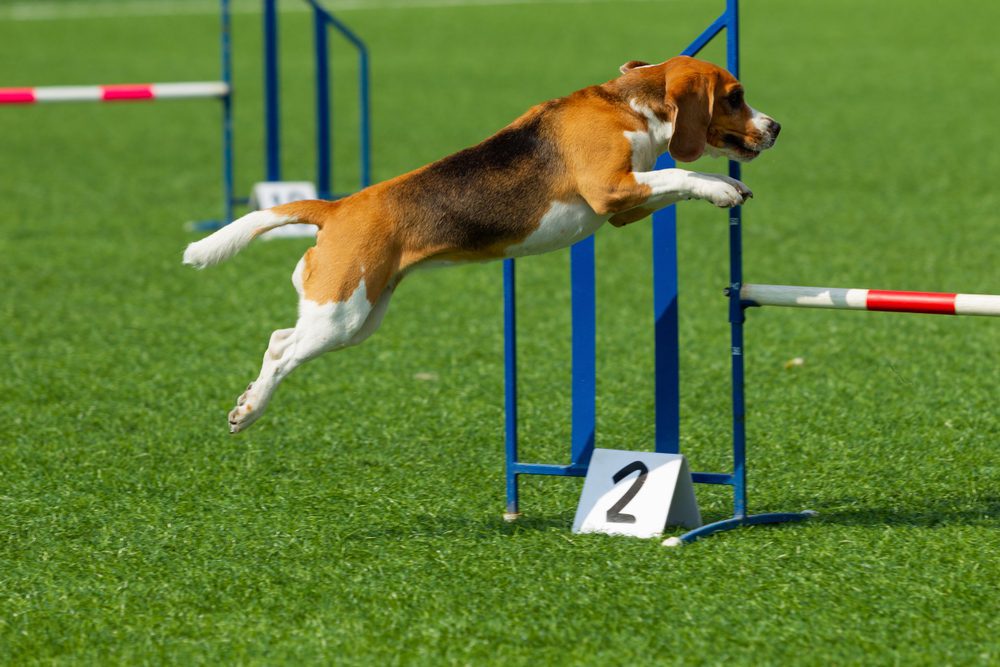 Agility Training for Dogs - Dog Academy