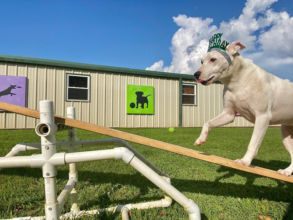 DIY Dog Agility Course That You Can Make At Home! - SitStay