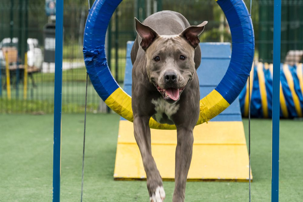 Pitbull hot sale agility training