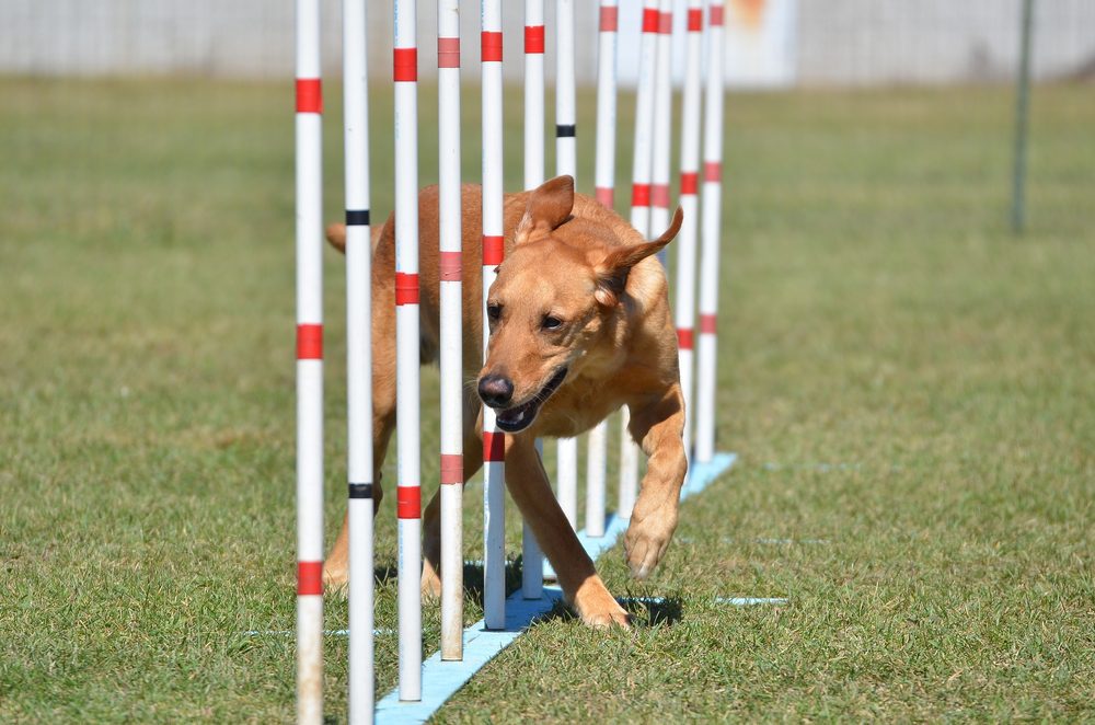 yellow labrador doing weave poles