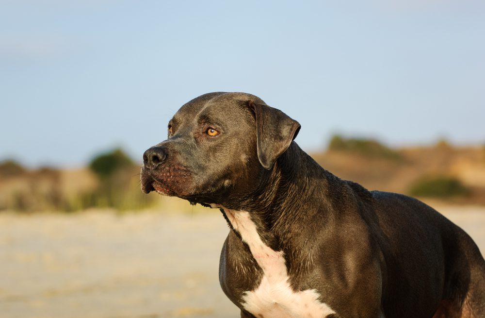 Blue Nose Pitbull: Your Complete Guide - Dog Academy