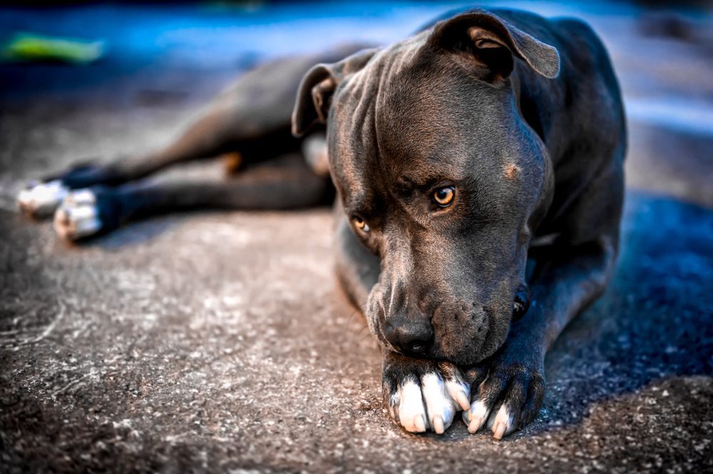 do blue nose pitbulls shed