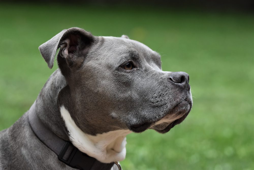 Blue Nose Pitbull: Your Complete Guide - Dog Academy