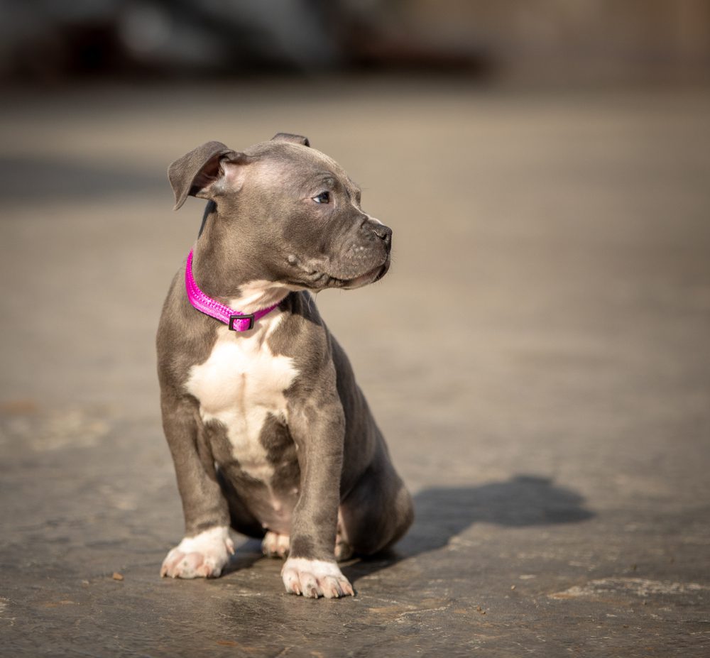 Blue red store nose pitbull puppies