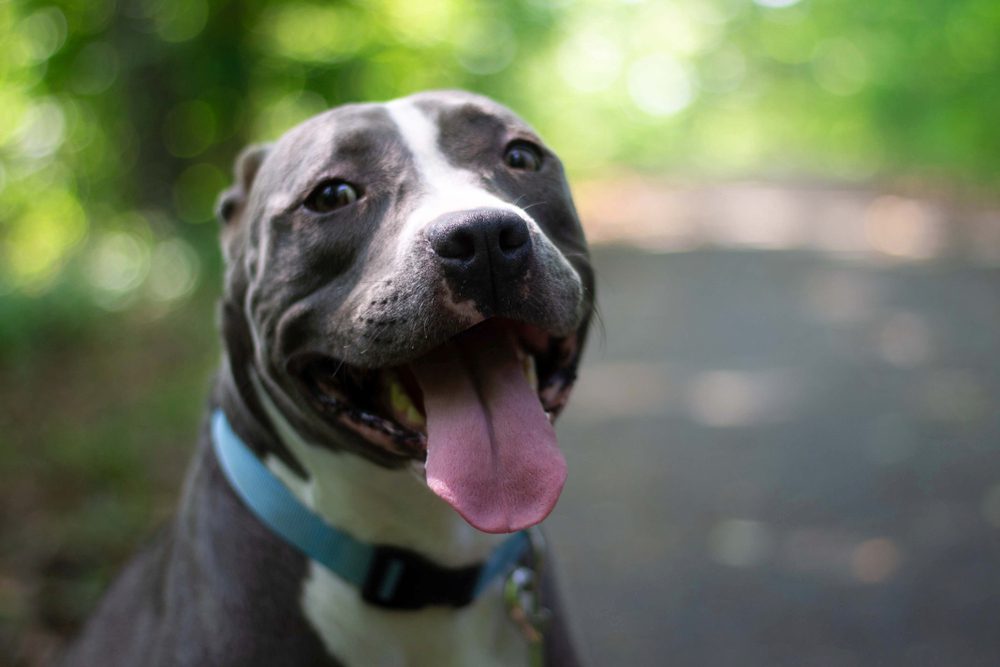 Blue nose pitbull store personality