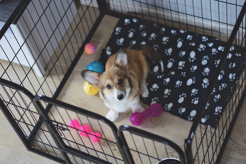 How to Crate Train a Rescue Dog Dog Academy