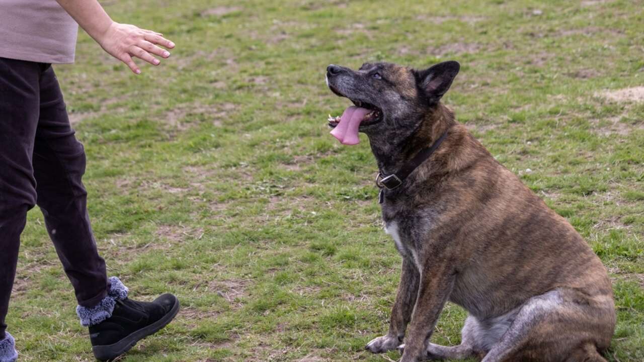 Is It Too Late To Train A 7 Month Old Dog