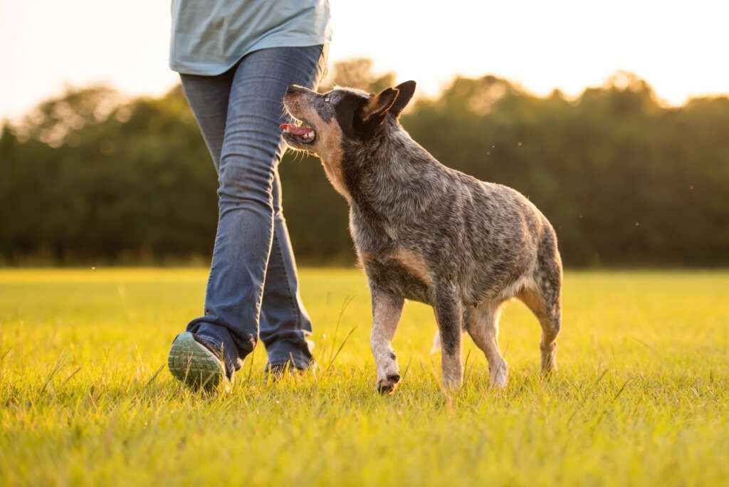 how do i train my dog to herd chickens