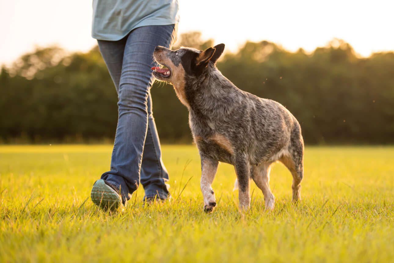 How to Train a Herding Dog Dog Academy
