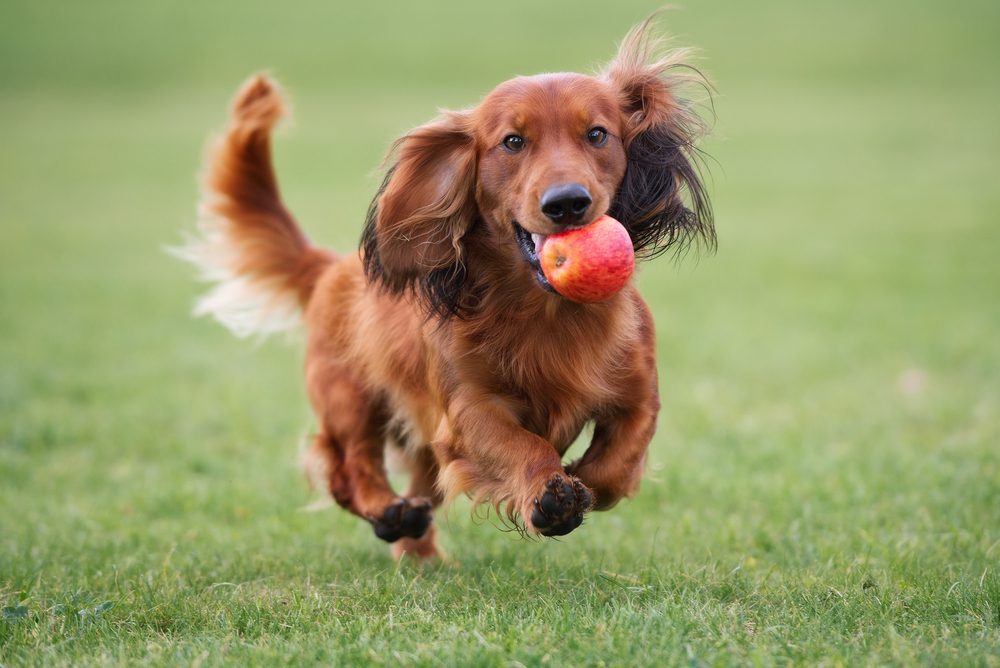 A red dachshund runs with an apple in its mouth