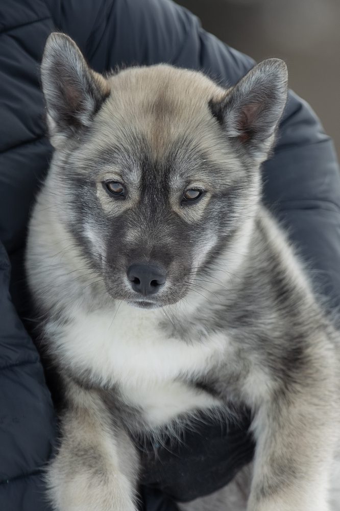 Long haired agouti store husky