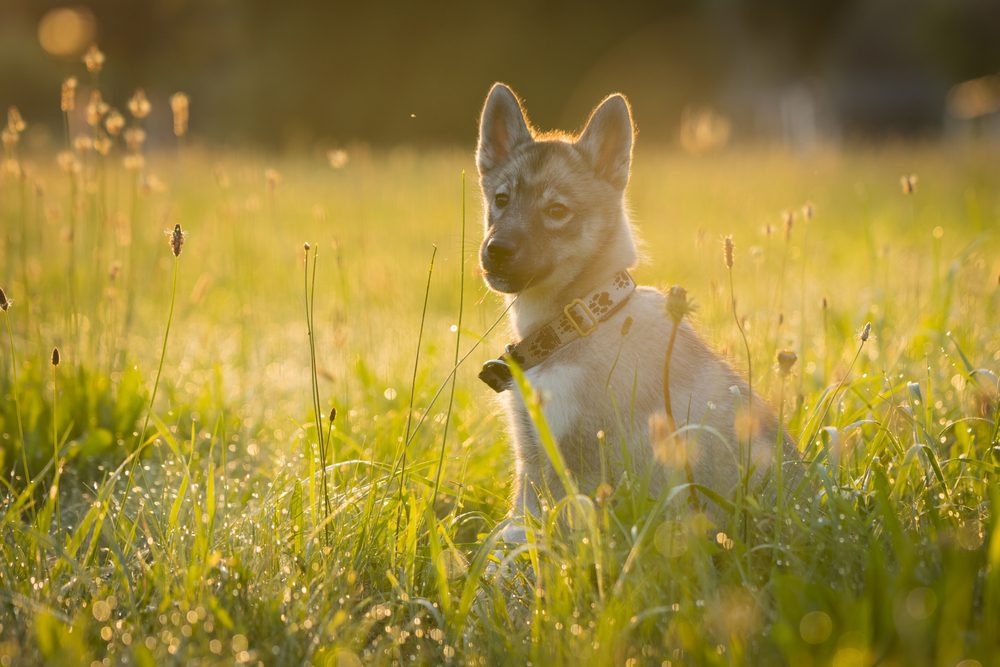 Agouti husky puppy sits in a field of grass