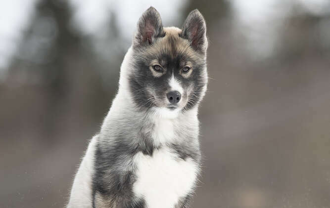 Agouti husky puppy sits in the snow