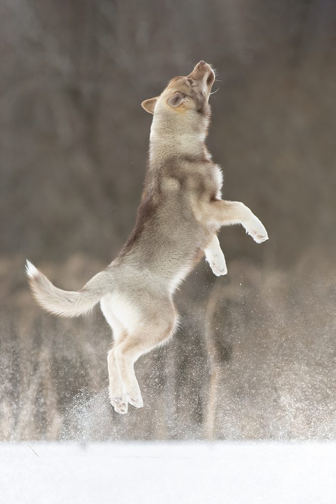 are agouti huskies rare