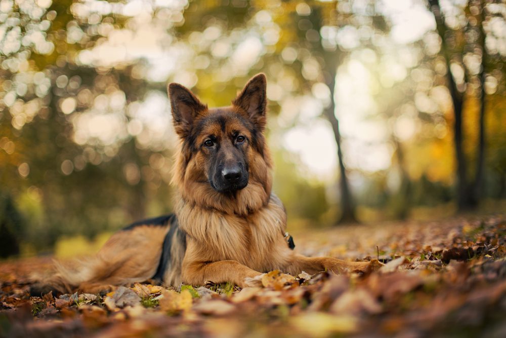 Black and tan long-haired GSD lies in leaves