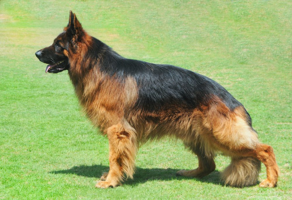 long haired german shepherd