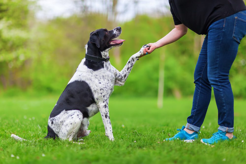 Black and white dog shakes a woman’s hand