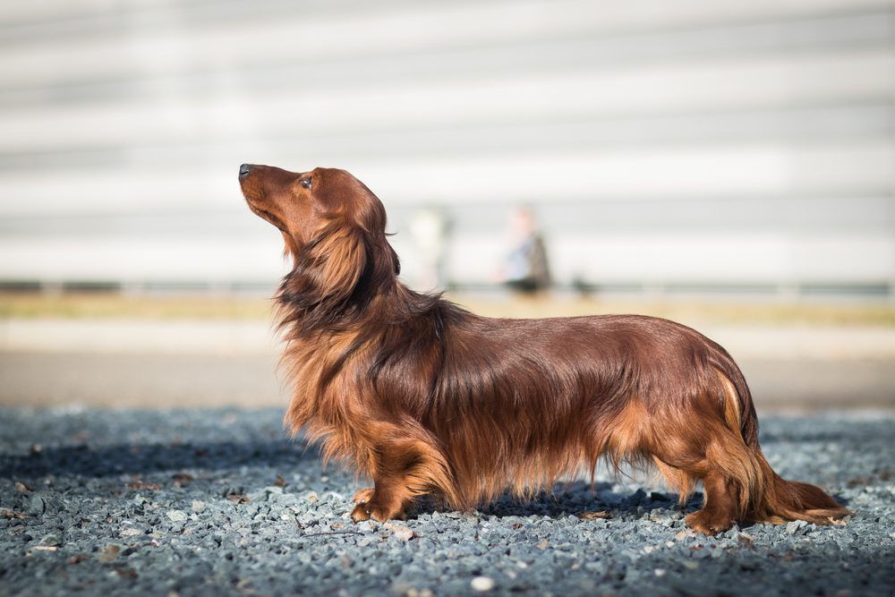 A Look at Long-haired Dachshunds Barks