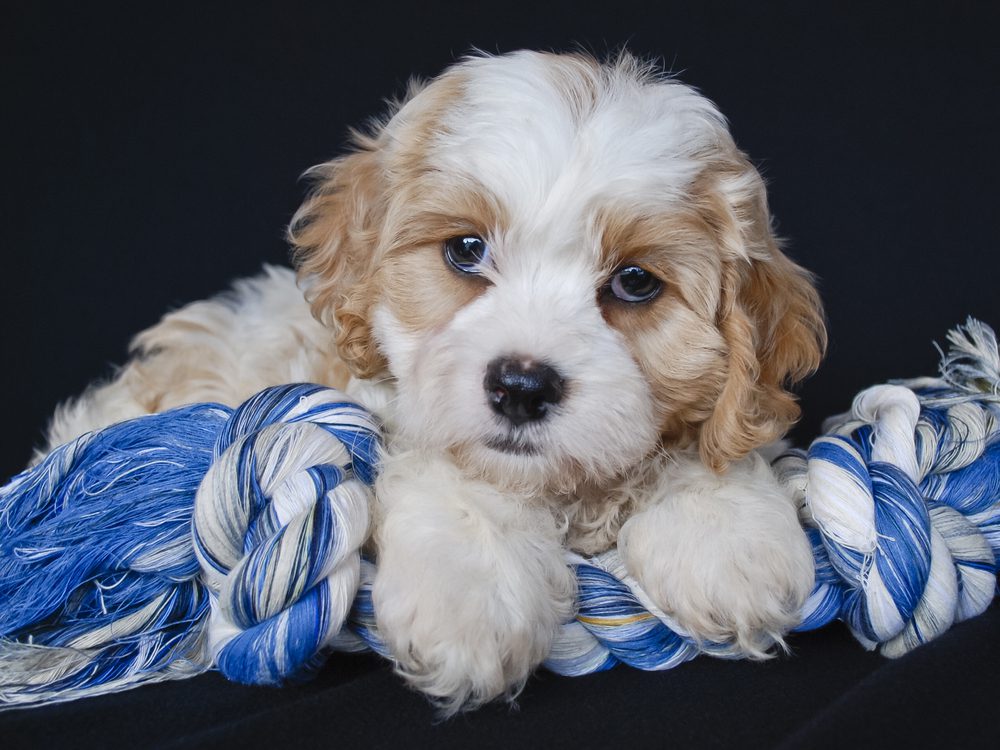 Cavachon puppy lying on a blue and white tug rope