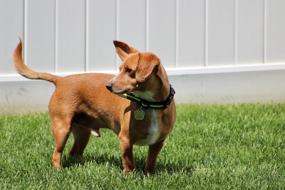 Chiweenie in grass next to a white fence
