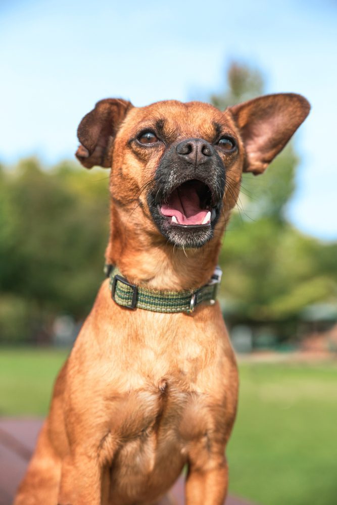 Do best sale chiweenies shed