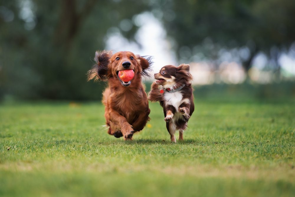 Dachshund with an apple runs alongside a Chihuahua