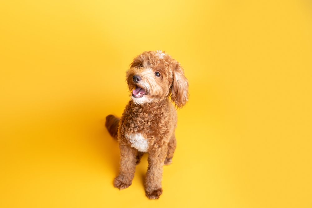 Goldendoodle puppy against a bright yellow background
