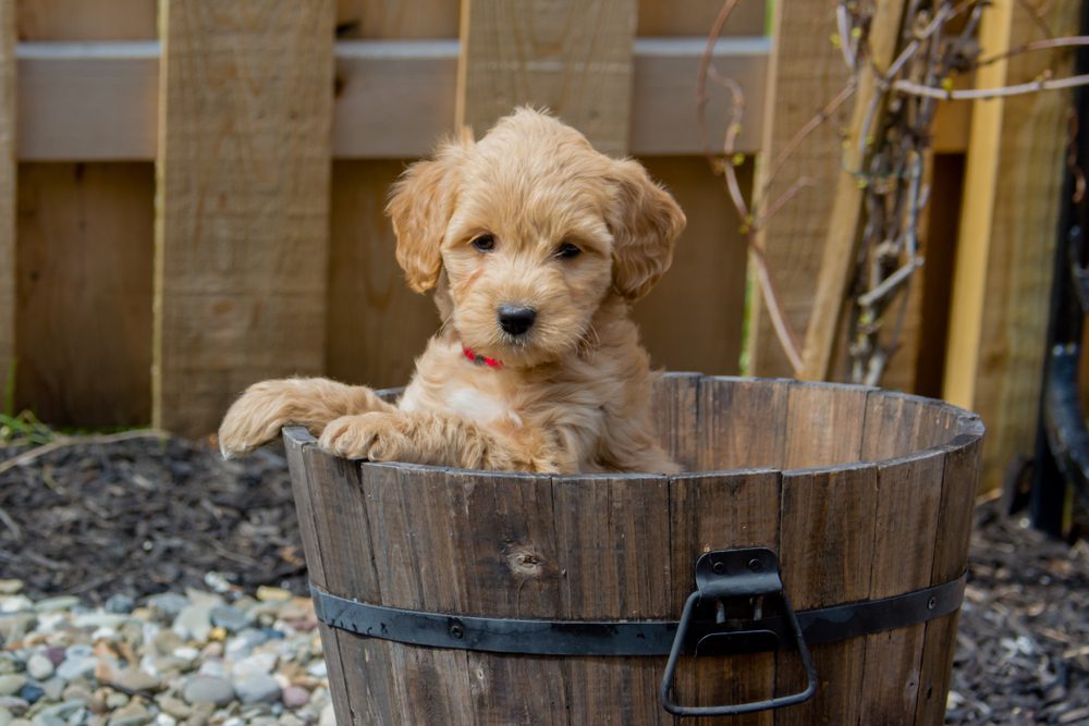 F1b best sale goldendoodle breeder